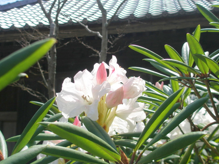 鎌倉海蔵寺に咲くシャクナゲ花画像