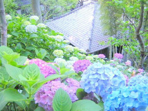 鎌倉長谷寺アジサイの花