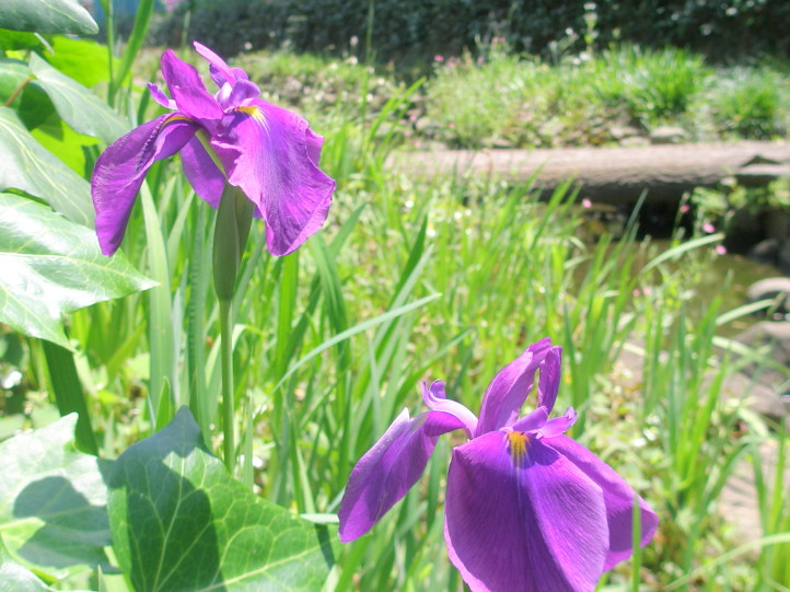 ハナショウブ花紫色
