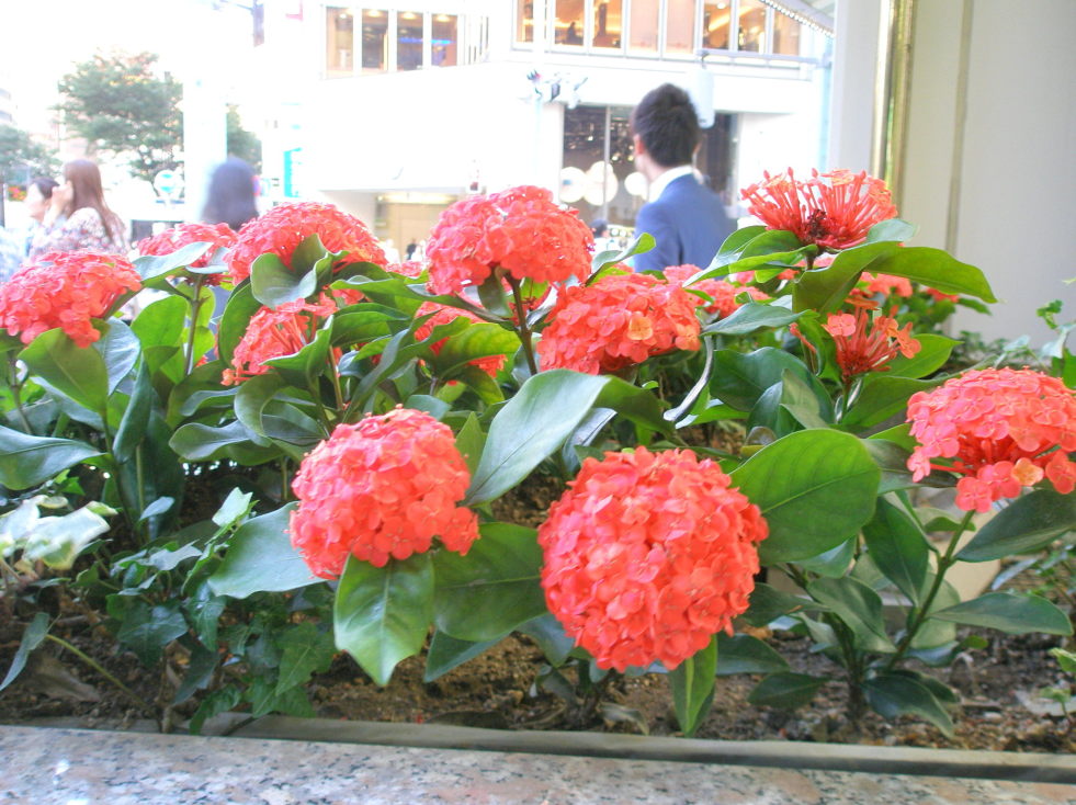 サンタンカ花写真