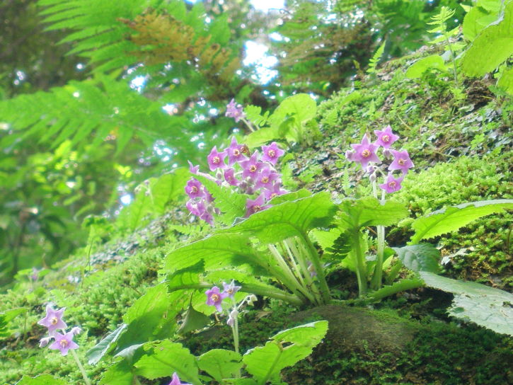 浄智寺イワタバコの花