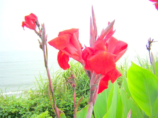 七里ヶ浜に咲くカンナ花写真