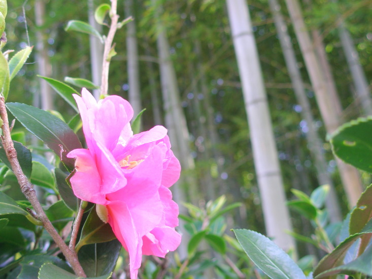 亀山公園サザンカ花