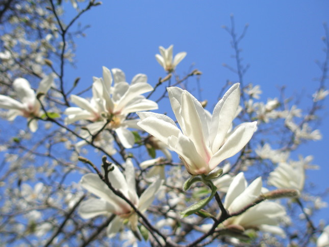 370×545額装サイズ早春ーコブシの花咲くころ
