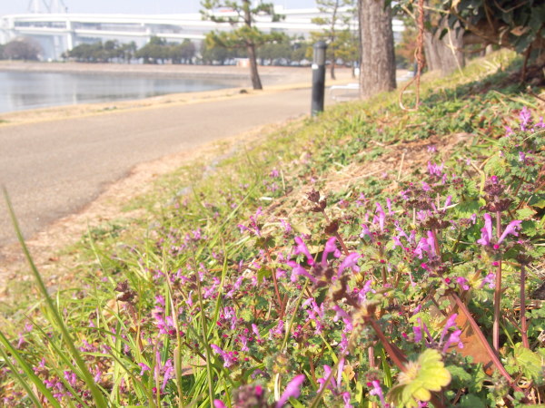 ホトケノザ花画像