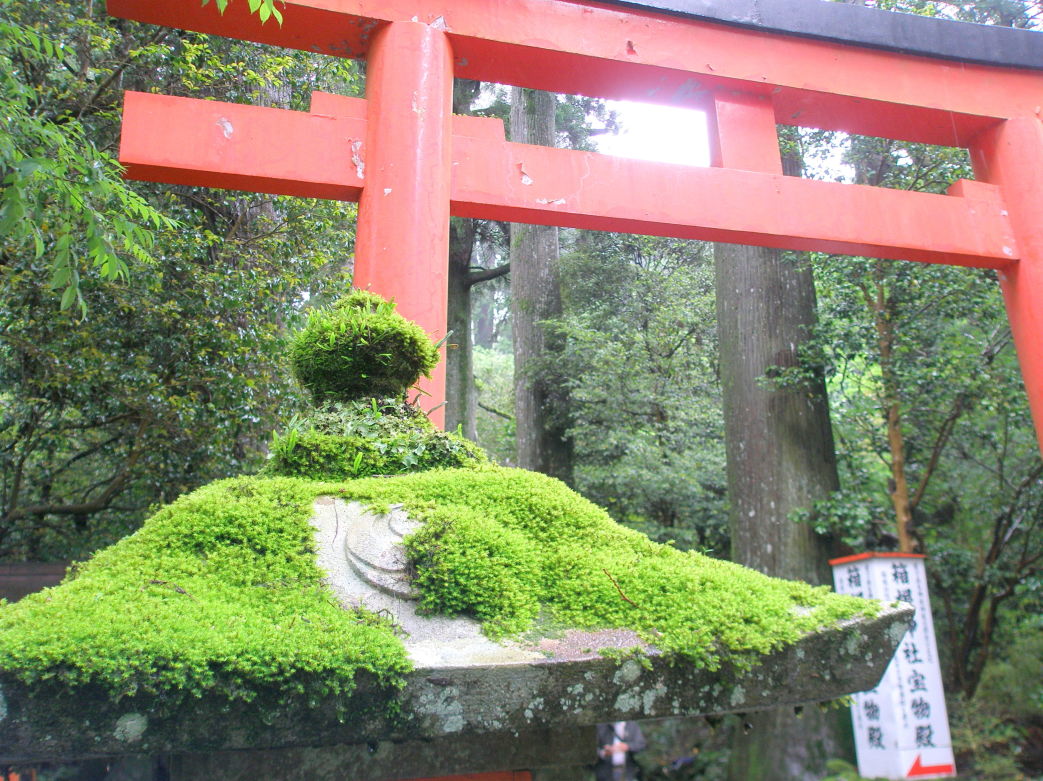 ノキシノブ葉写真箱根神社
