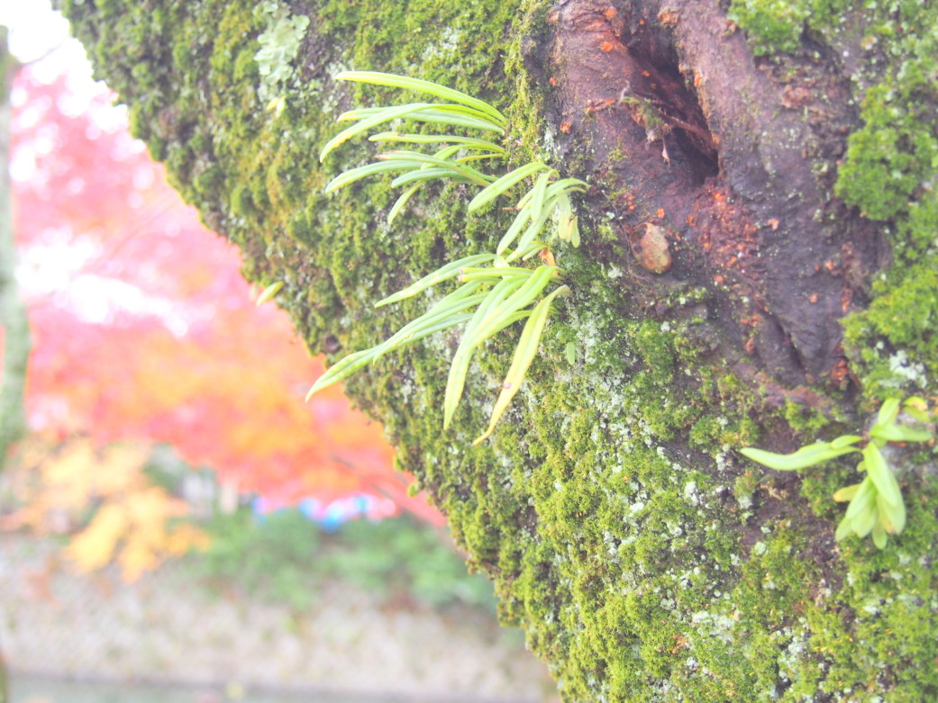 ノキシノブ葉写真嵐山