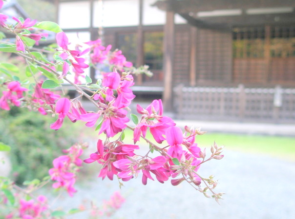 鎌倉浄光明寺に咲くハギ花画像