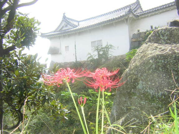 ヒガンバナの花