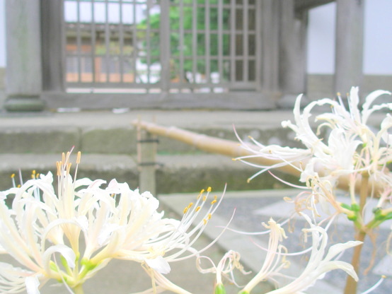 白色のヒガンバナの花