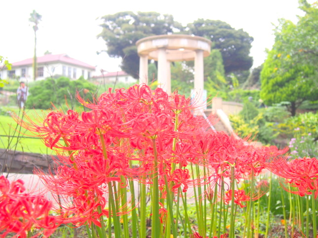 港の見える丘公園ヒガンバナ花画像
