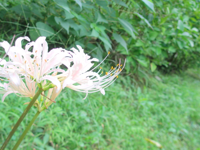 ヒガンバナ白色花画像