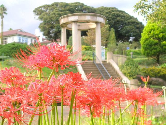 ヒガンバナ花画像