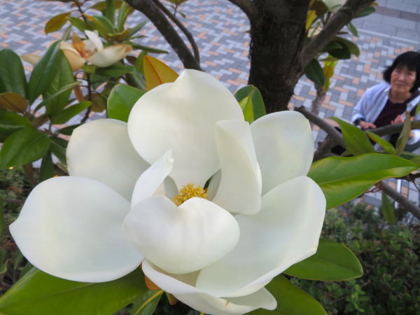 タイサンボク花画像