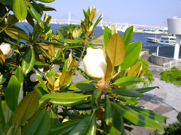 タイサンボク花画像