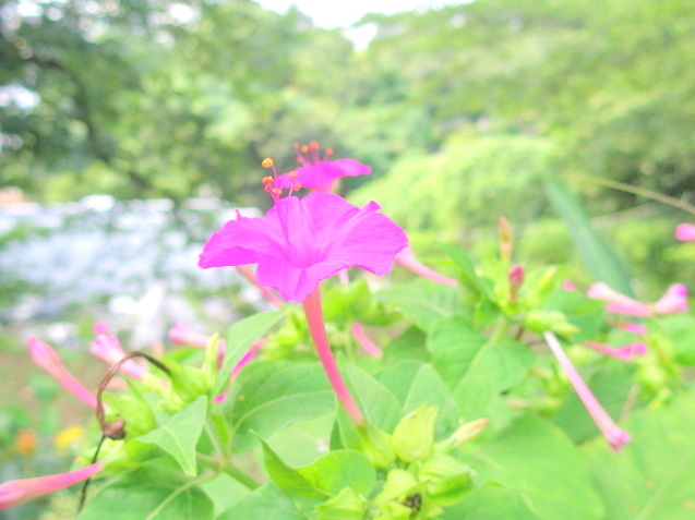 オシロイバナ紫色花画像