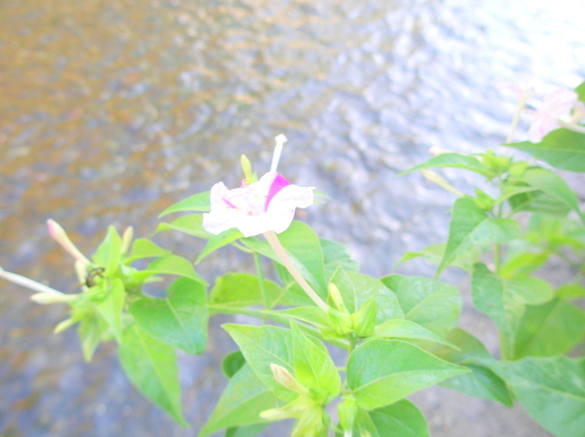 オシロイバナ花写真