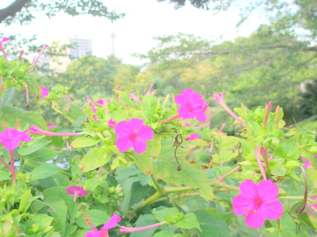 オシロイバナ花写真