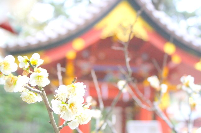 鎌倉鶴岡八幡宮に咲くウメ花画像