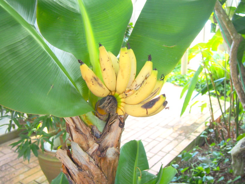 バナナ実画像