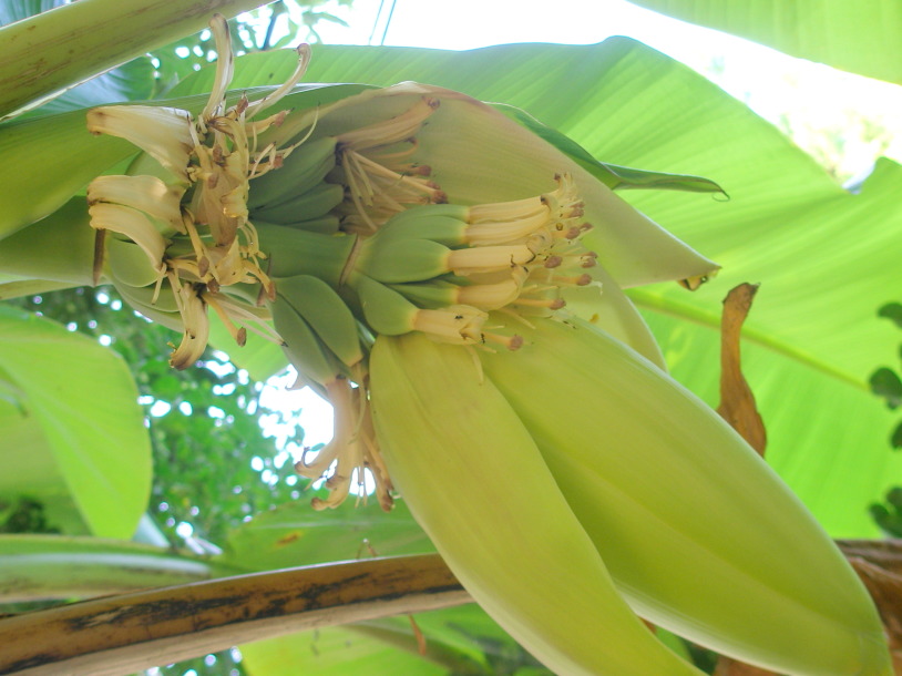 バナナ花写真