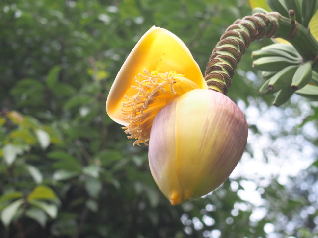バナナ花画像
