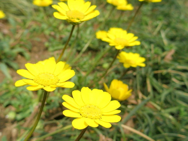 ミコニスmyconis花画像