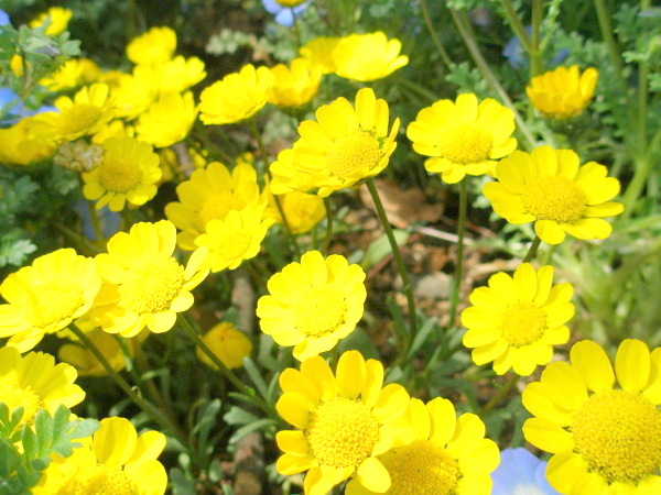 ミコニスmyconis花画像