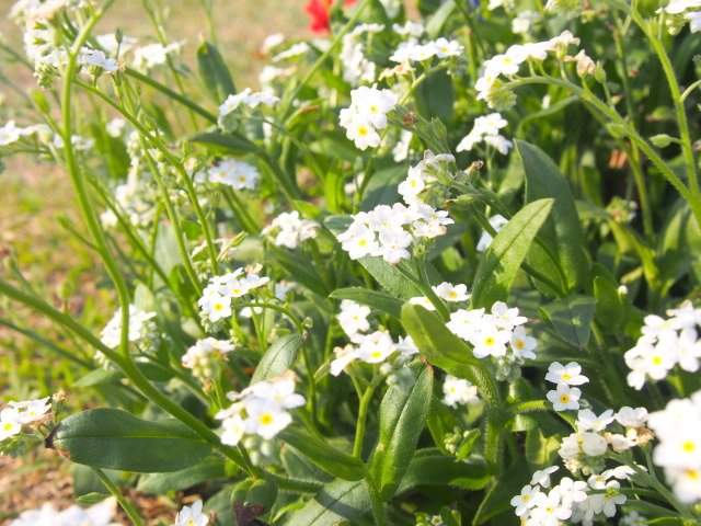 ワスレナグサ白色花画像