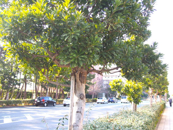 ヤマモモ街路樹画像