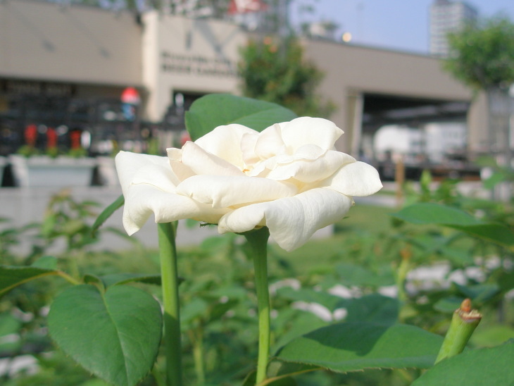中之島バラ園バラ白色花
