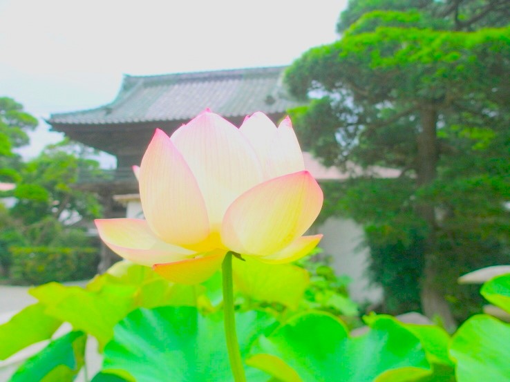 鎌倉大覚寺に咲くハス花画像