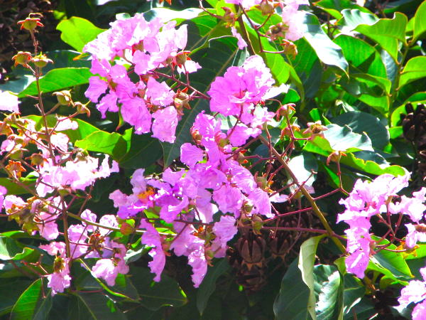 オアフ島サルスベリ花画像