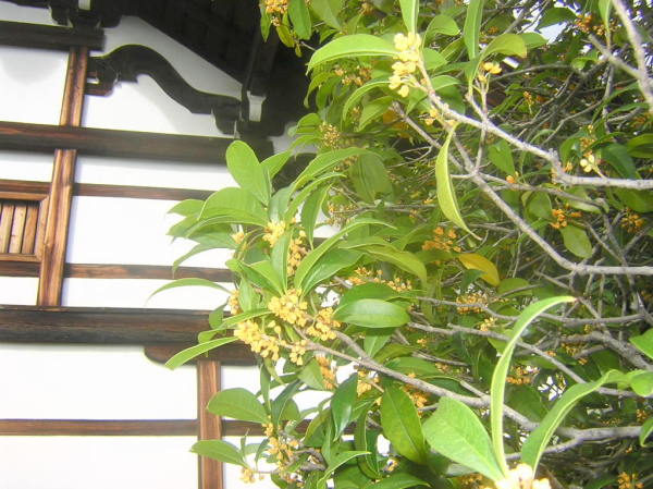 キンモクセイの花