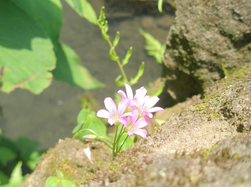 ムラサキカタバミ花写真