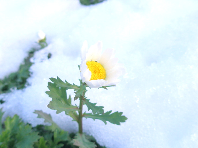 雪の中のノースポール花