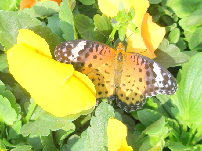 パンジー花とツマグロヒョウモン蝶