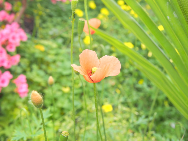 ナガミヒナゲシ花、蕾写真