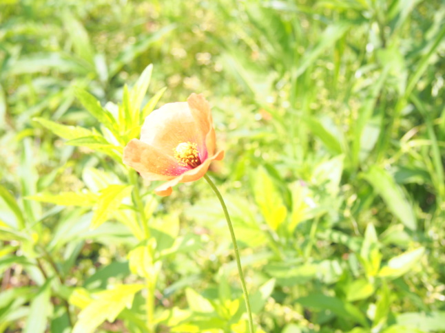 ナガミヒナゲシ花写真
