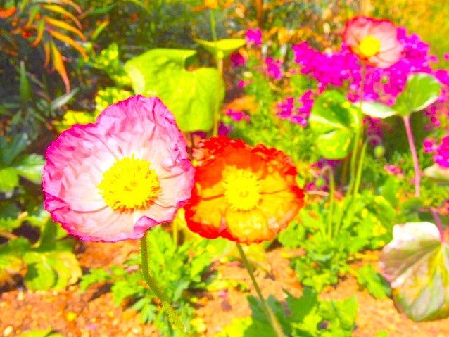 シベリアヒナゲシ花画像
