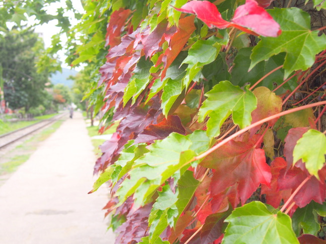 小樽手宮線遊歩道のツタの葉紅葉写真