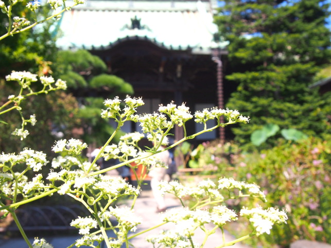 オトコエシ花画像