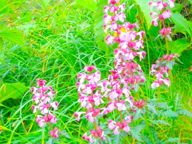 ヨツバシオガマ花写真