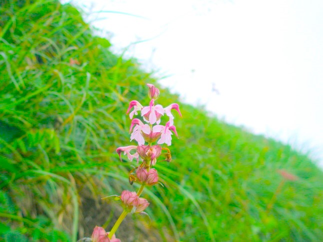 ヨツバシオガマ花写真