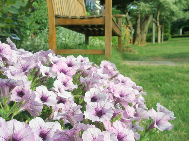 ペチュニア花紫色
