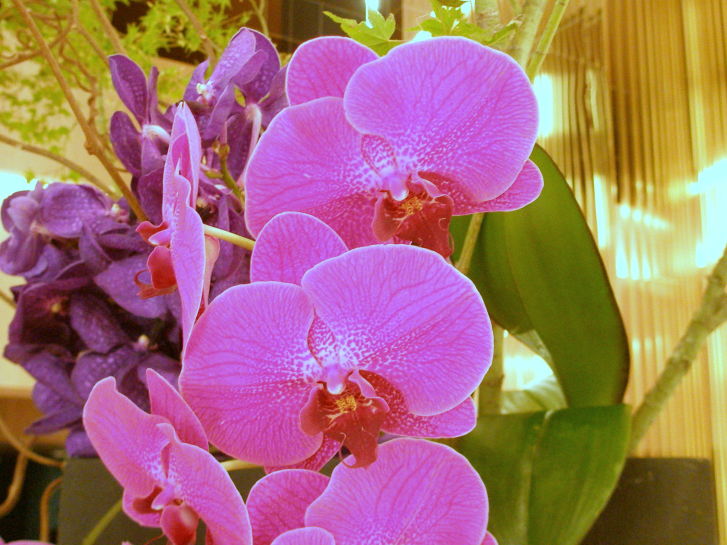 コチョウラン花紫色
