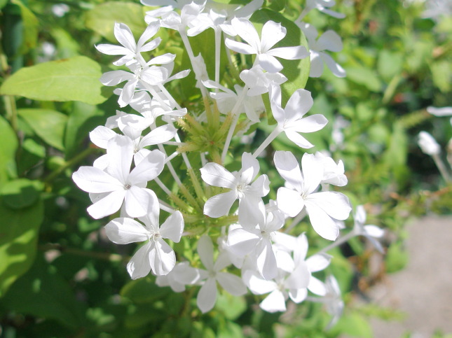 ルリマツリ白色花画像