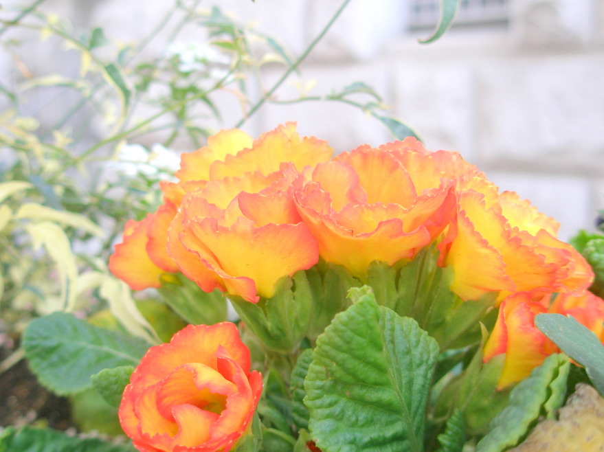 プリムラ花写真オレンジ色