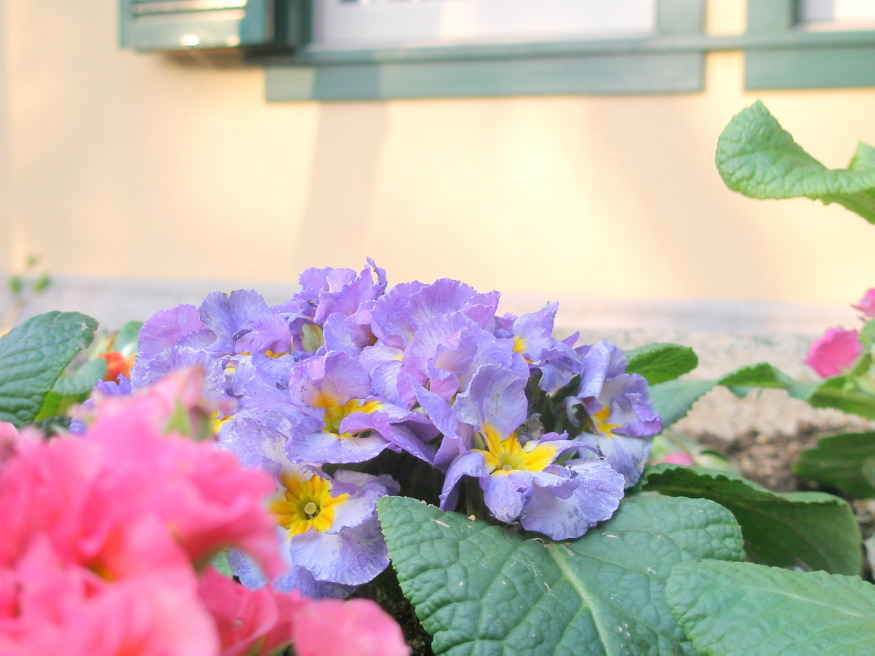プリムラ花写真薄紫色