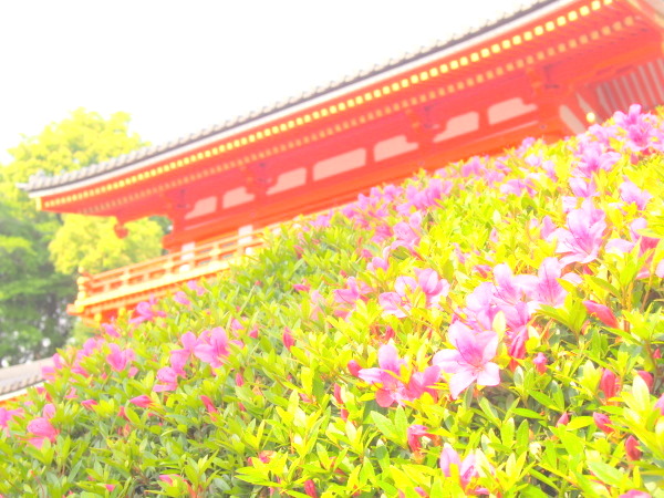 京都サツキ花画像